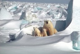 Arctic Wildlife 2019-11-20