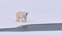 Arctic Wildlife 2019-11-20