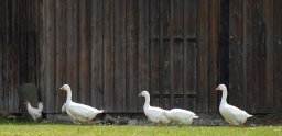 single-file-geese-theater-yard-gate-barn-160753