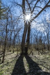 NICHES Kohnke Tree  copy